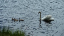 swans reservoir